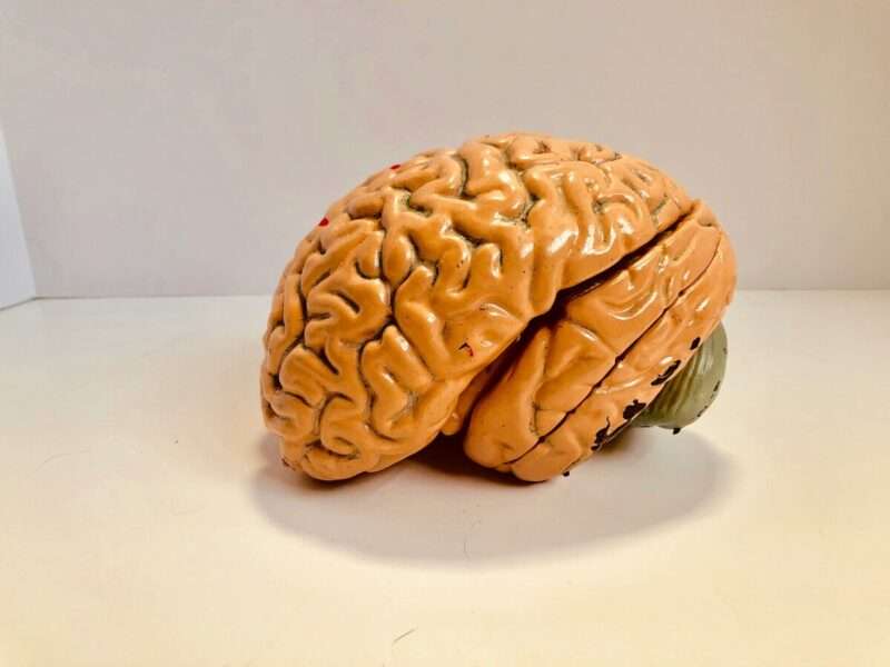 Le disuguaglianze sociali danneggiano il cervello dei bambini