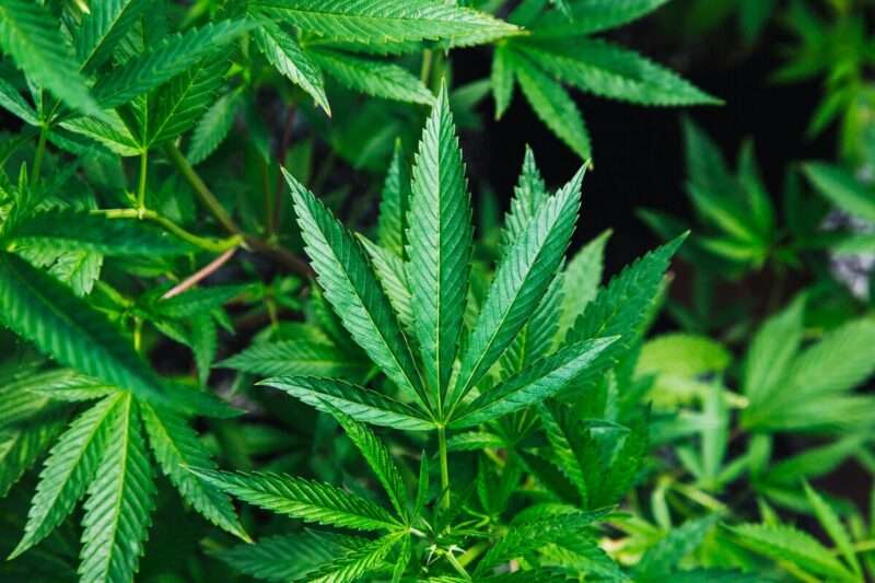 Cannabis terapeutica: un alleato naturale contro il mal di schiena cronico