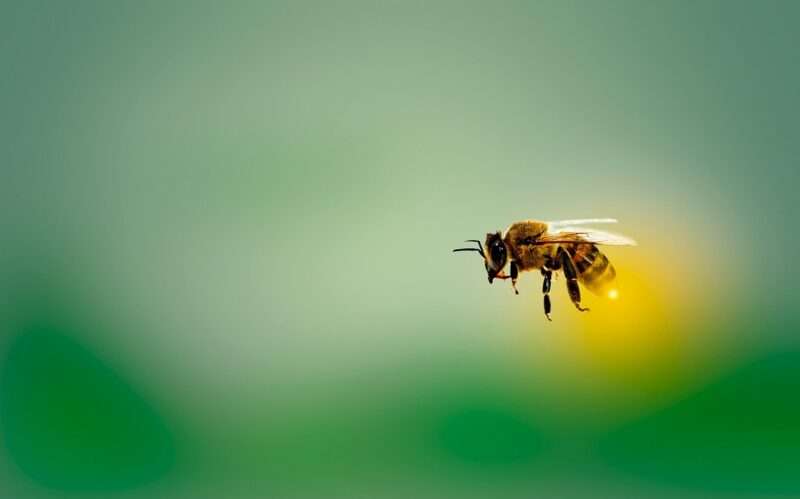 Scoperta in Australia una nuova specie di ape dal nome “Lucifero”