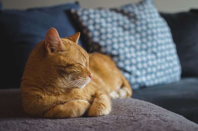 L’origine del gatto moderno? Uno studio italiano riscrive la storia