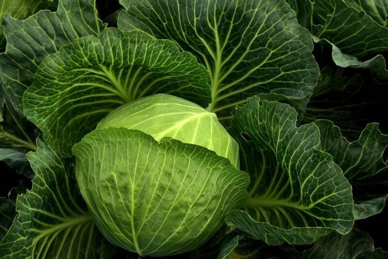Cavolo riccio: il trucco per mangiarlo gustoso e aumentare nutrienti