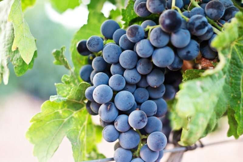 L’uva è un superfood: ecco perché fa bene a corpo e mente