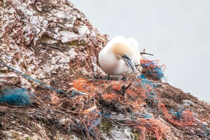 Ingeriamo oltre 45.000 microplastiche l’anno: l’integratore italiano che promette di aiutarci a eliminarle