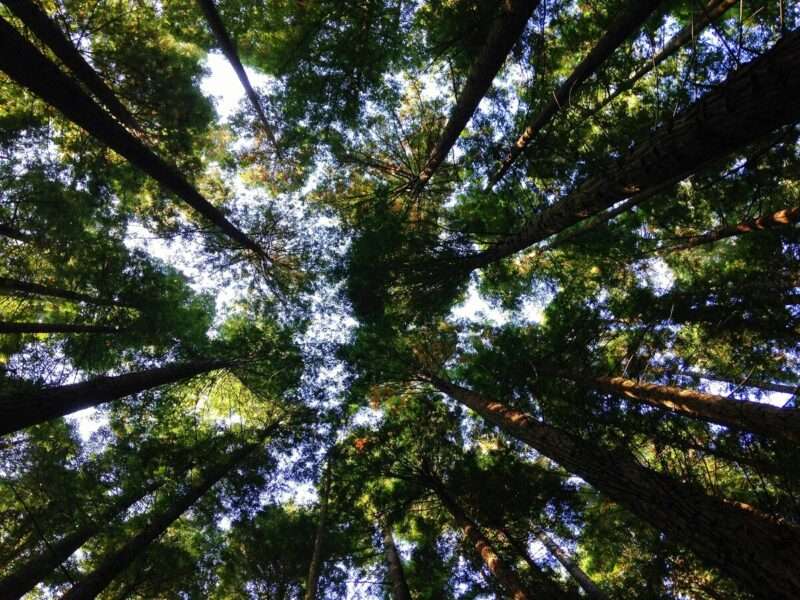 Ecosistemi e salute: come le interazioni con l’ambiente influenzano la diffusione delle malattie debilitanti