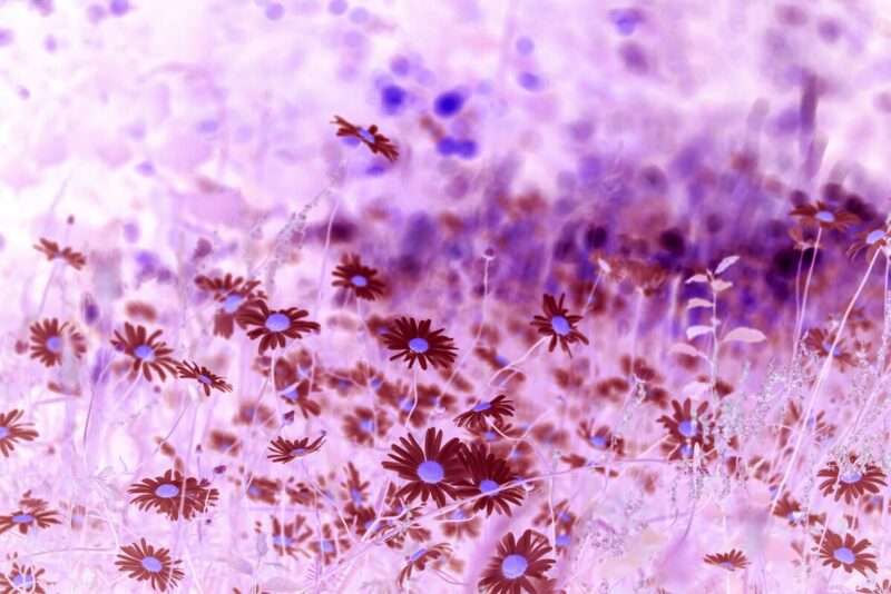 Declino cognitivo e guida: i segnali alla guida che possono anticipare l’Alzheimer
