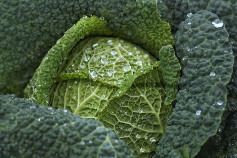 Un ingrediente rende il cavolo riccio davvero un superfood