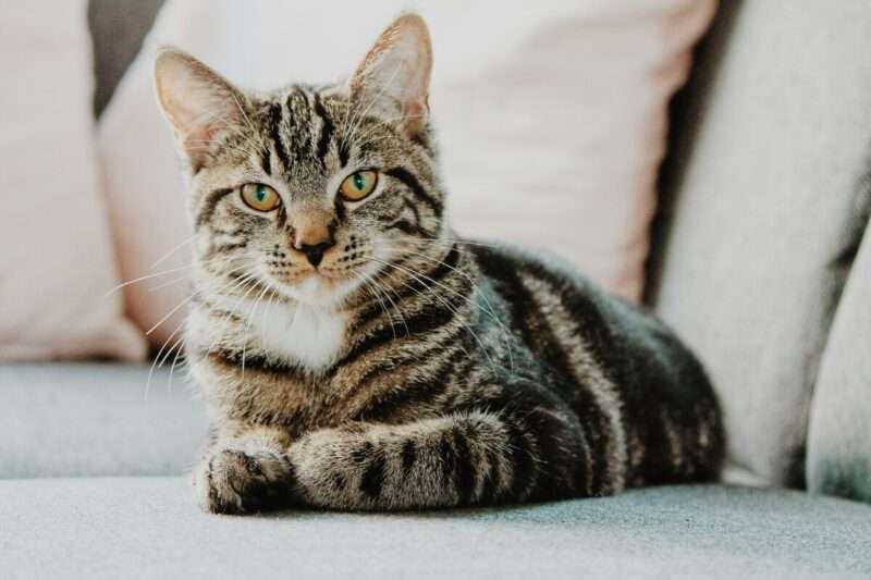 Ozempic per gatti: il farmaco anti-obesità felina è più vicino