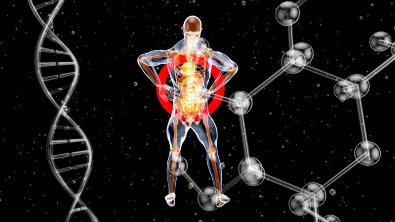 COX7RP: la proteina mitocondriale che potrebbe allungare la vita in salute