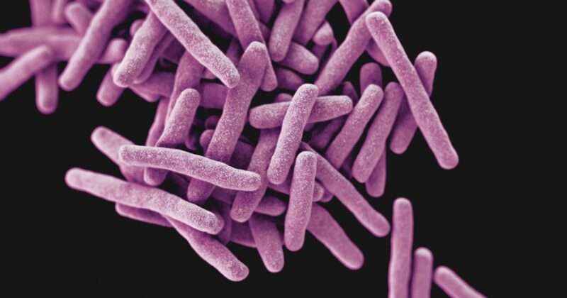 Microplastica: pericolosi frammenti vettori di microbi
