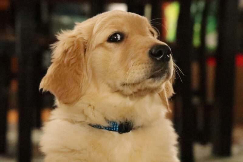 Golden Retriever e umani: la scoperta dei geni condivisi