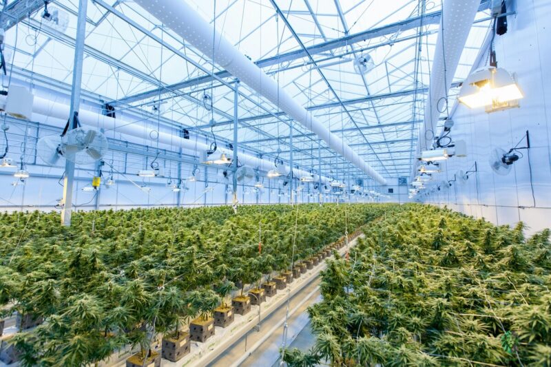 Microdosaggio di cannabis e Alzheimer: lo studio che apre nuove prospettive contro il declino cognitivo