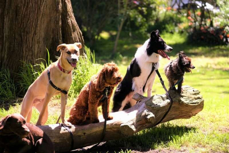 Cani geniali: quelli che imparano il significato delle parole solo ascoltandoci parlare