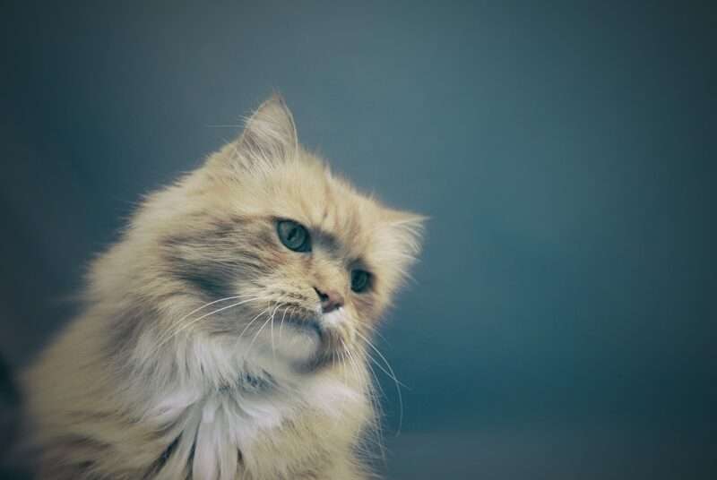 Perché il gatto dà la scossa: la spiegazione scientifica