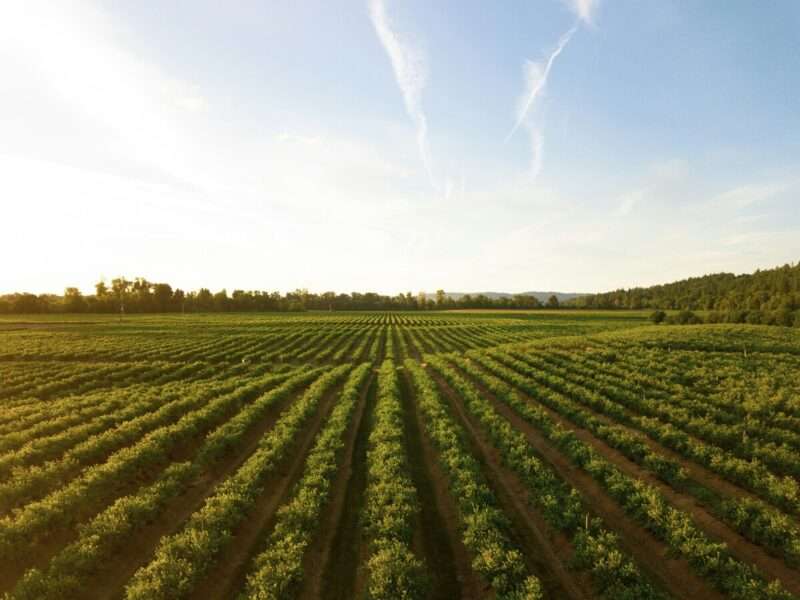 Pesticidi e Parkinson: l’esposizione quotidiana che aumenta il rischio di 2,7 volte