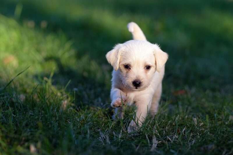 I cani capiscono le parole origliando: lo studio che sorprende