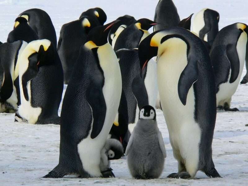 Il mistero dei pinguini che camminano verso la morte