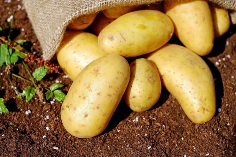 Perché non conservare mai pomodori e patate insieme in casa