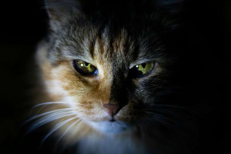 Perché i gatti si comportano da “mamme” con gli umani