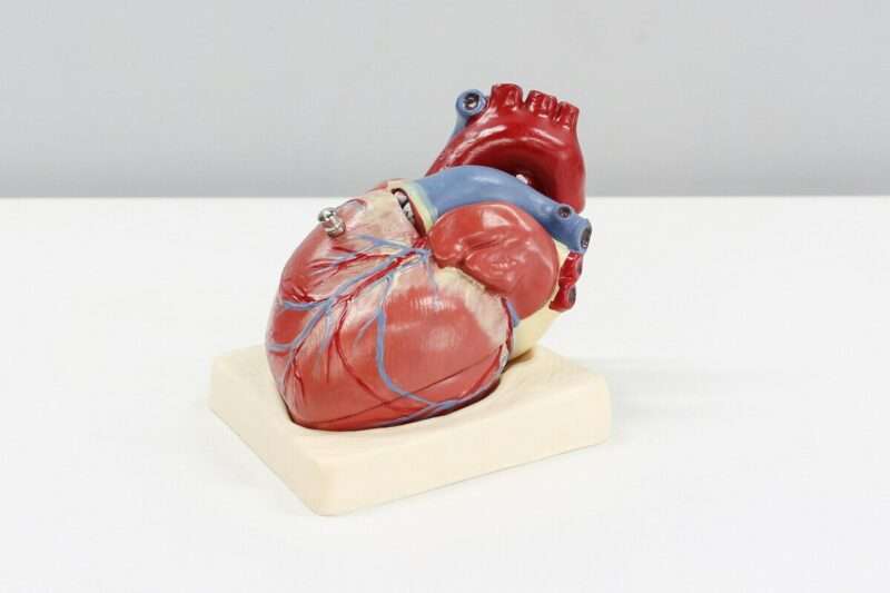 Salute del Cuore: Lo Studio Gigante che Smentisce le Diete Low-Carb e Low-Fat