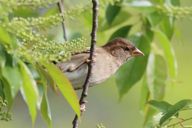 Birdwatching e Cervello: Come l’Osservazione degli Uccelli Rallenta l’Invecchiamento