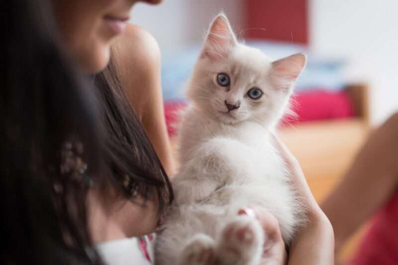 Rapporto uomo-gatto: perché li consideriamo figli e loro ci vedono come genitori