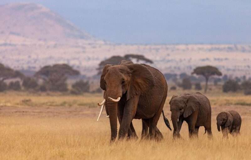 Elefanti, i “tacchi alti” che li hanno resi giganti