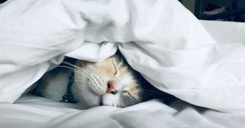 Sonno: il danno ai neuroni quando non si dorme