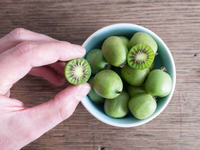 Kiwiberry: il superfrutto sconosciuto che conquista la scienza