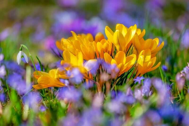 Falsa primavera: cos’è davvero e come superarla senza stress