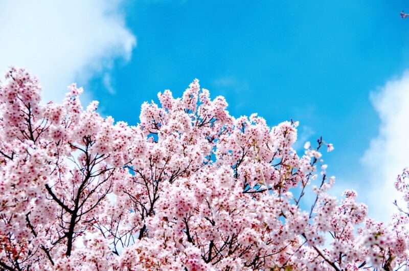 Hanami a Roma: dove vedere i ciliegi in fiore in città