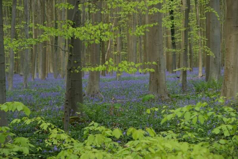 La foresta blu delle bluebell: quando visitare lo spettacolo di primavera