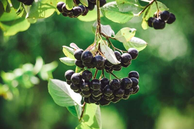 Aronia: Proprietà e Benefici dell’Oro Nero per Intestino e Metabolismo