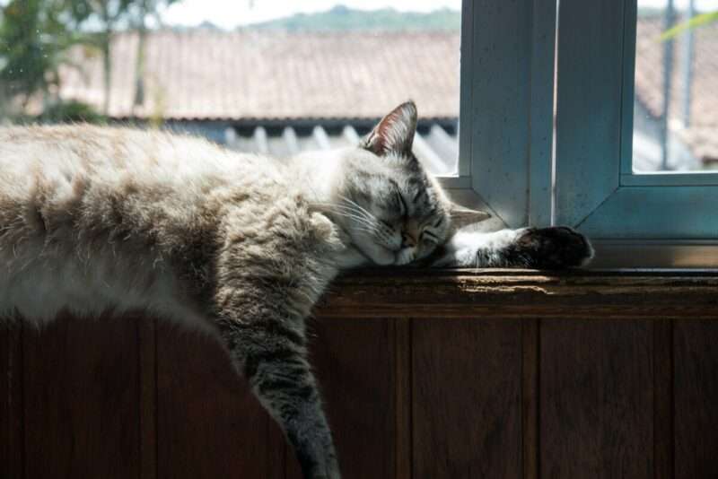 Perché i gatti fanno così? Le motivazioni più comuni