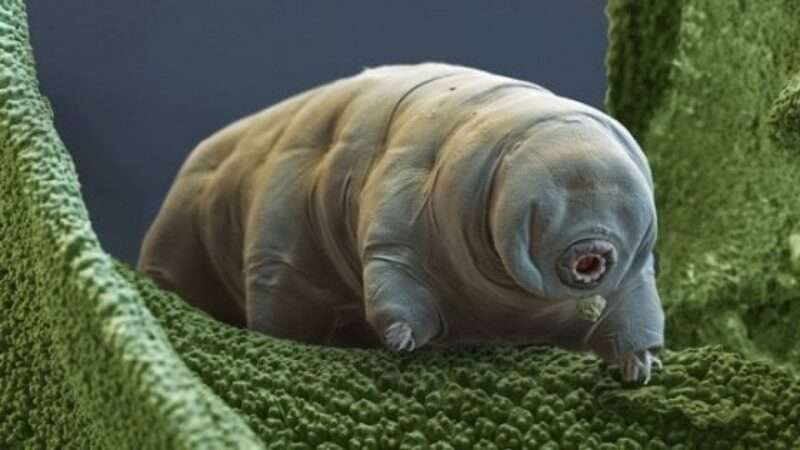 Tardigradi e Marte: la nuova missione degli orsi d’acqua