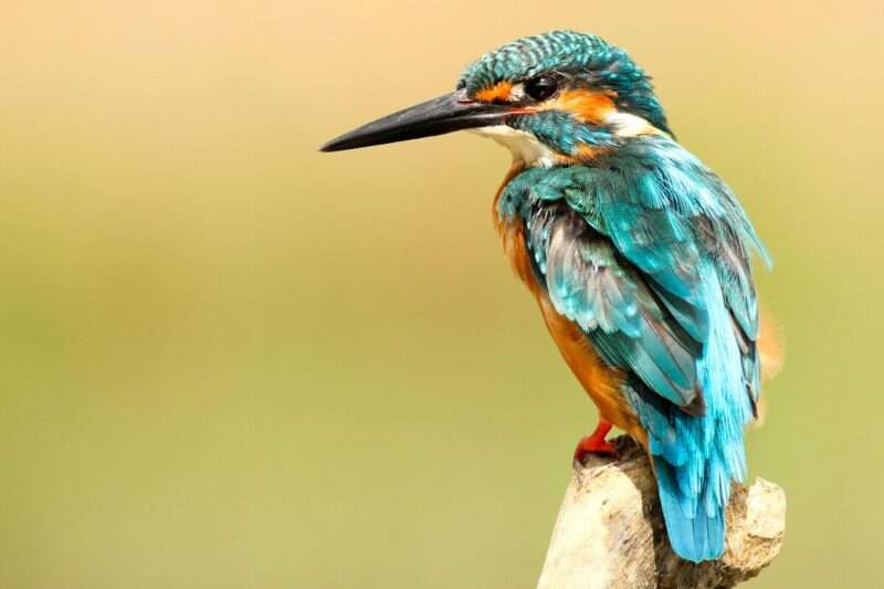 Il canto degli uccelli riduce lo stress: ecco cosa dice la scienza