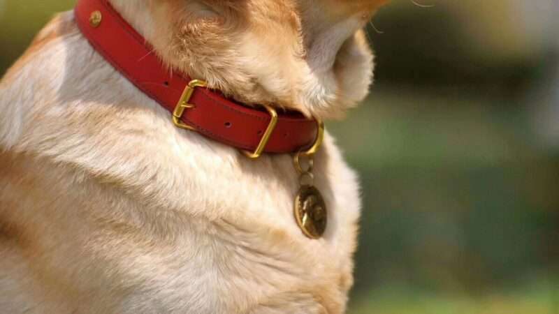 Fitness tracker per cani: rivoluzione per la salute o gadget superfluo?