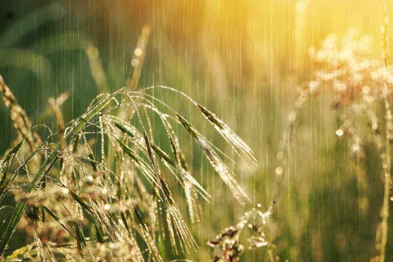 Perché amiamo l’odore della pioggia: il mistero del petrichor