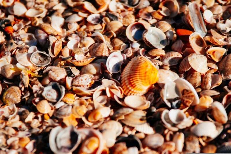 Un’isola fatta di conchiglie: l’eredità nascosta dell’uomo