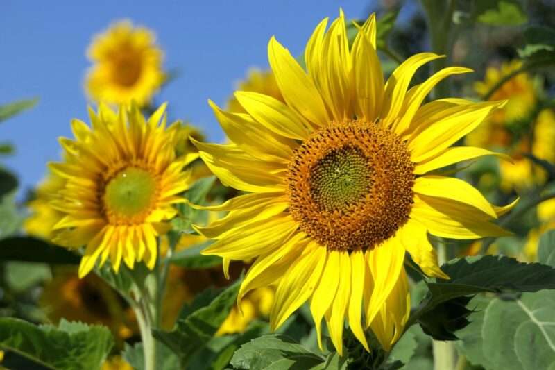 Carne vegana dal girasole: la nuova frontiera sostenibile degli hamburger vegetali