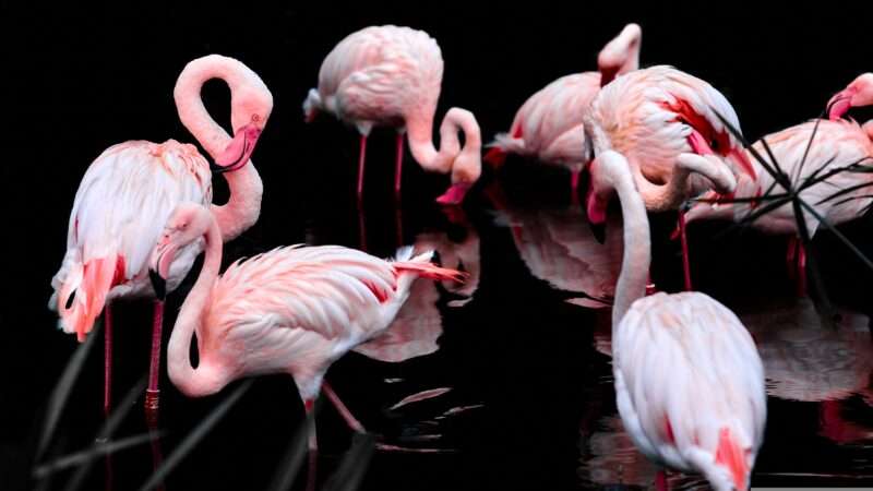 Perché i fenicotteri sono rosa? La risposta è nel cibo