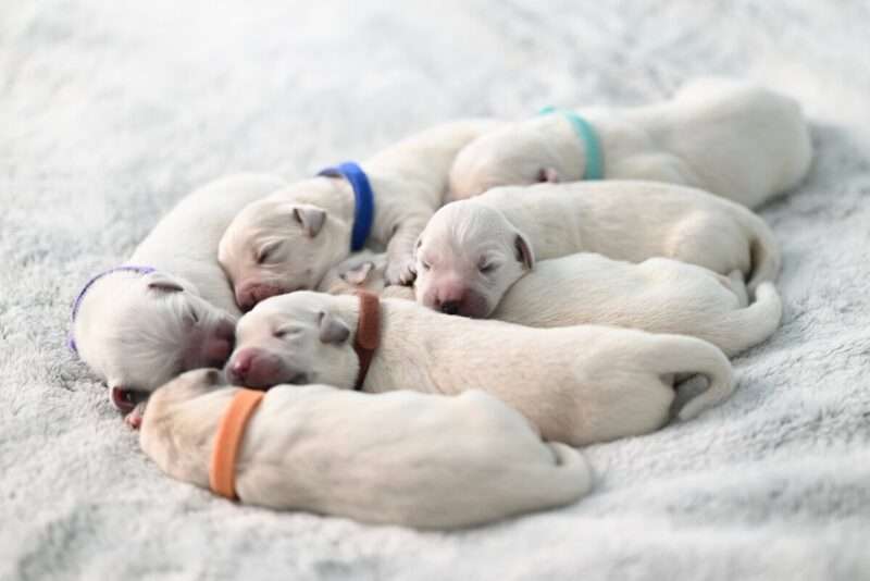 Perché il cervello dei cani si è ridotto? Cosa dice la scienza sulla domesticazione