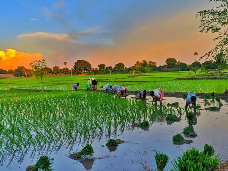 Il riscaldamento globale batte l’evoluzione: il riso rischia l’estinzione?