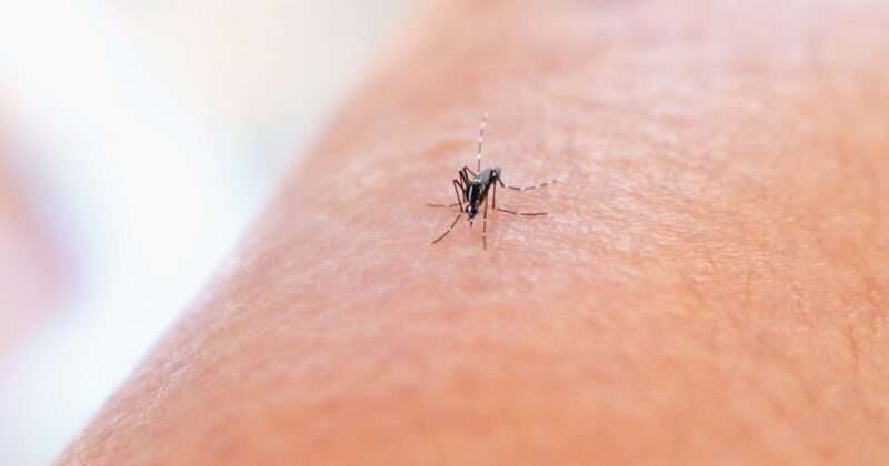 Zanzare: un nuovo problema con i repellenti
