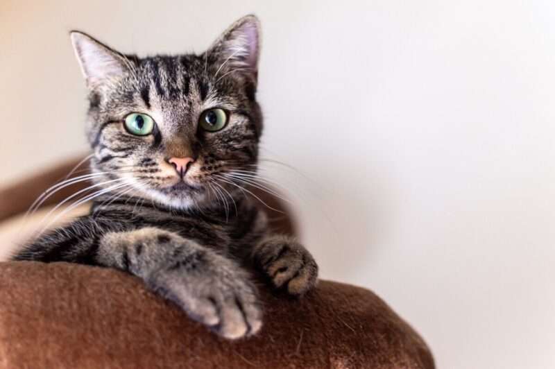 I gatti invecchiano come gli esseri umani, lo conferma uno studio