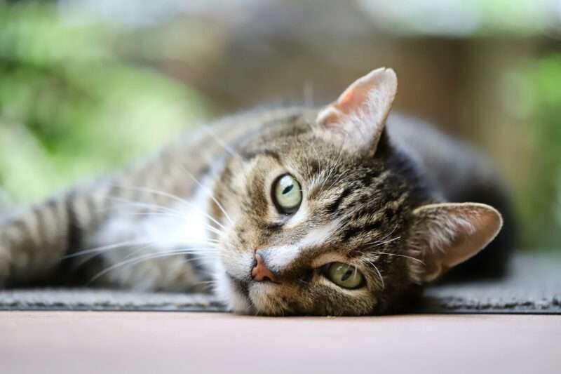 Quindici anni senza fumo: il merito è di un piccolo gatto