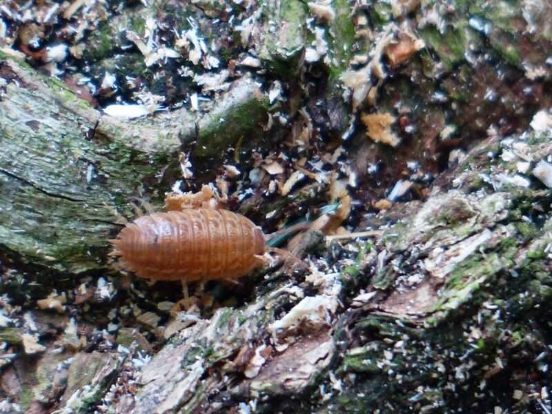 L’isopode gigante può vivere fino a cinque anni senza mangiare: ecco il segreto scoperto dagli scienziati
