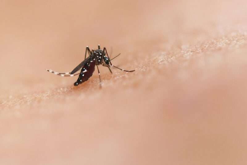 Zanzare sterili invece degli insetticidi: il piano di Google per limitare le epidemie