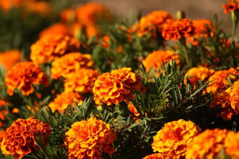 Calendula, il nuovo superfood? Lo studio sulle proteine dei fiori