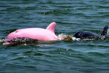 Delfini rosa in Thailandia: perché non sono così rari