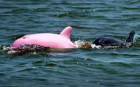 Delfini rosa in Thailandia: perché non sono così rari